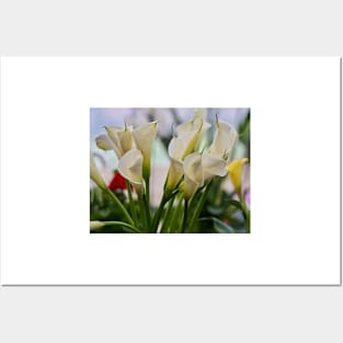 Calla flowers blooming Posters and Art